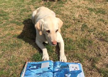 Summer Reading Challenge